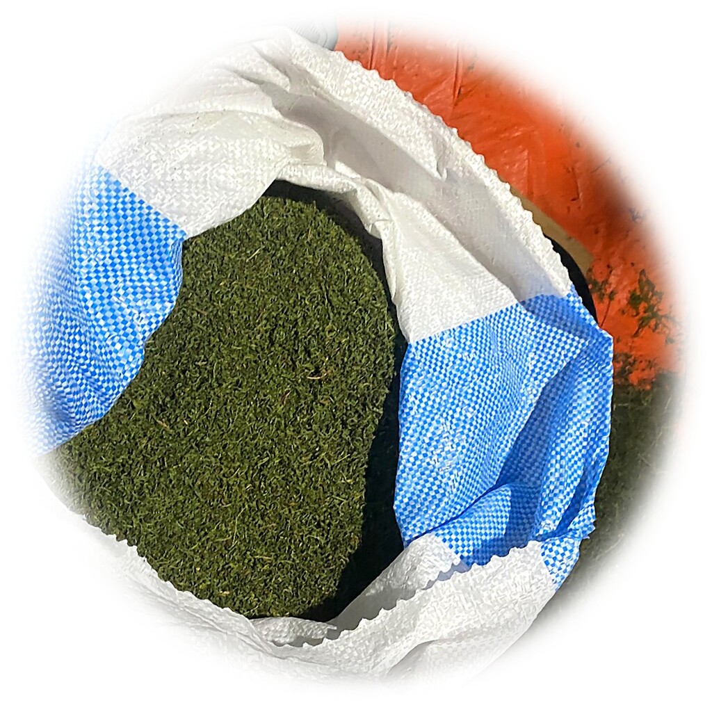 Ein Paket Bio Artemisia Annua Tee