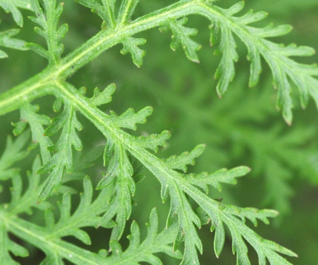 Artemisia Annua Pflanze