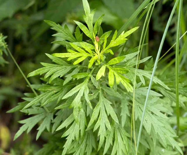 Artemisia Vulgaris Pflanze