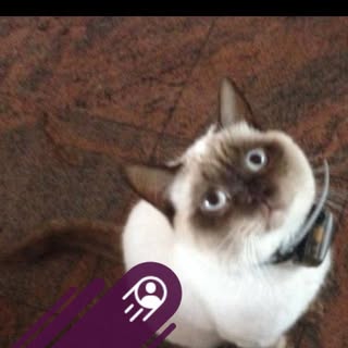 Avatar 1
